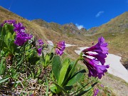 34 Primula latifolia - Primula vischiosa